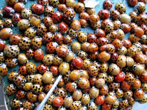 SUPPLIED
A winter infestation of Asian lady beetles can really ruin your day, from finding the insects drowning in your coffee to getting in your hair.