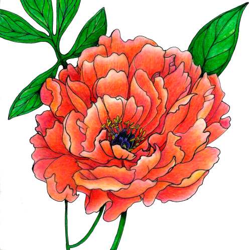 Peony