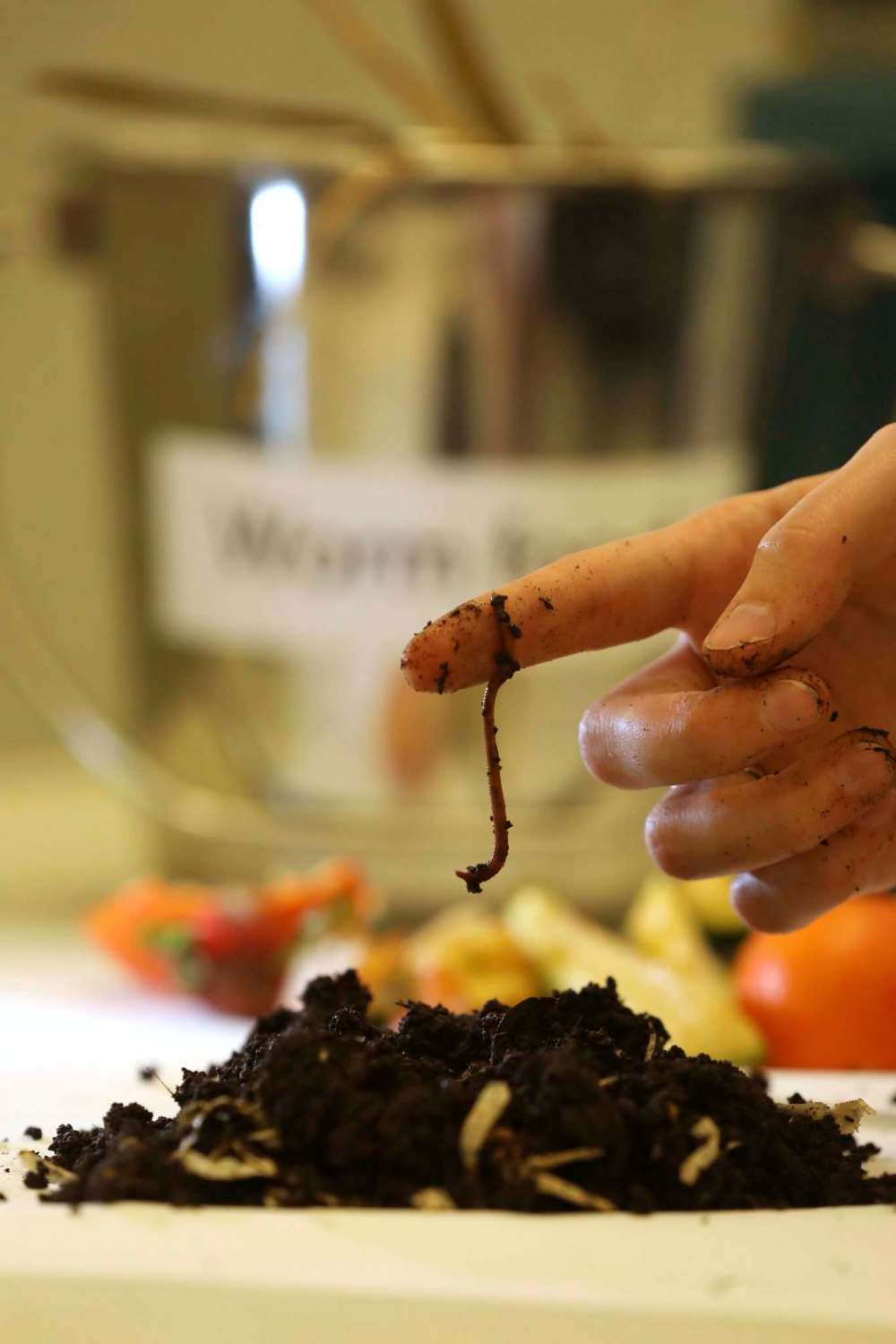 RUTH BONNEVILLE / WINNIPEG FREE PRESS
Red Wriggler worms are used in worm composting or vermicomposting