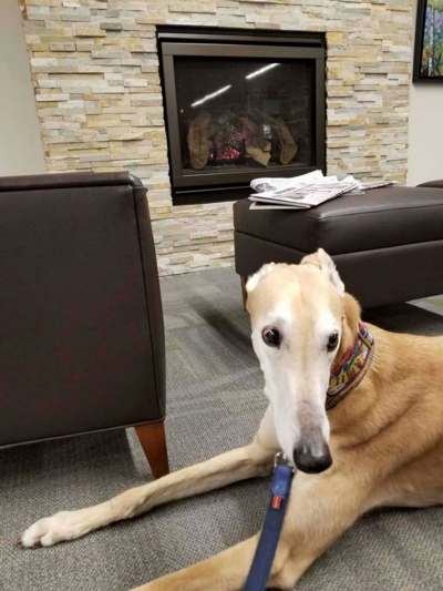 John Muellner
Sting&rsquo;s owner posted this photo to Facebook after no one showed up to read to the greyhound at the Ramsey County library in Minnesota earlier this month.