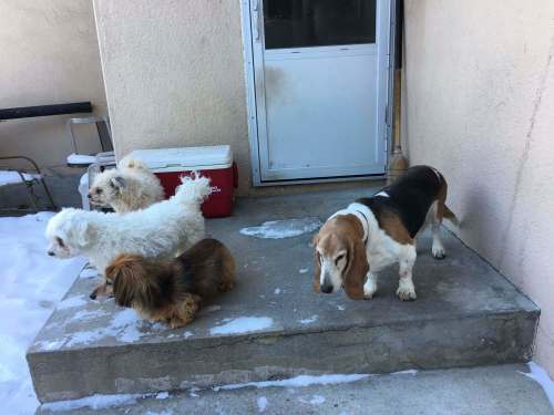 SUPPLIED
Four&rsquo;s definitely a crowd at the Speirs&rsquo; house when his canine quartet check out the back step.