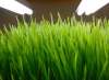 A tray of wheatgrass grows under bright lights inside the small space at Fresh Forage a hydroponic growing company that is providing microgreens all year long to restaurants. (Mike Deal / Winnipeg Free Press)