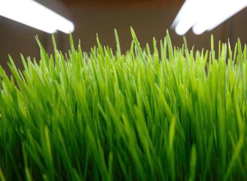 A tray of wheatgrass grows under bright lights inside the small space at Fresh Forage a hydroponic growing company that is providing microgreens all year long to restaurants. (Mike Deal / Winnipeg Free Press)