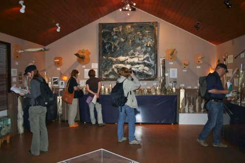 Phallological Museum / The Associated Press
At the Phallological Museum in Iceland, in the tiny fishing town of Husavik, visitors walk around the exhibits of phalluses from whales, seals, bears and other mammals.