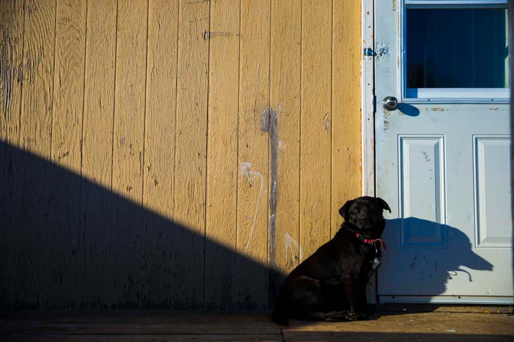 MIKAELA MACKENZIE / WINNIPEG FREE PRESS
A dog named Lucky on the Chemawawin Reserve.