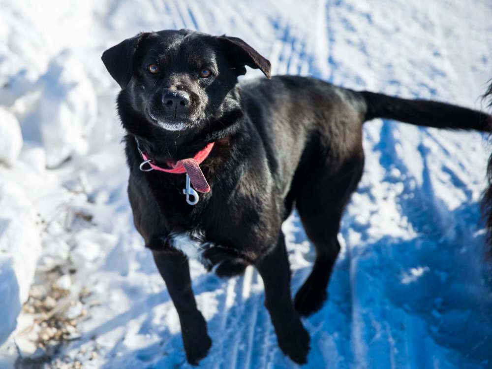 MIKAELA MACKENZIE / WINNIPEG FREE PRESS
A dog named