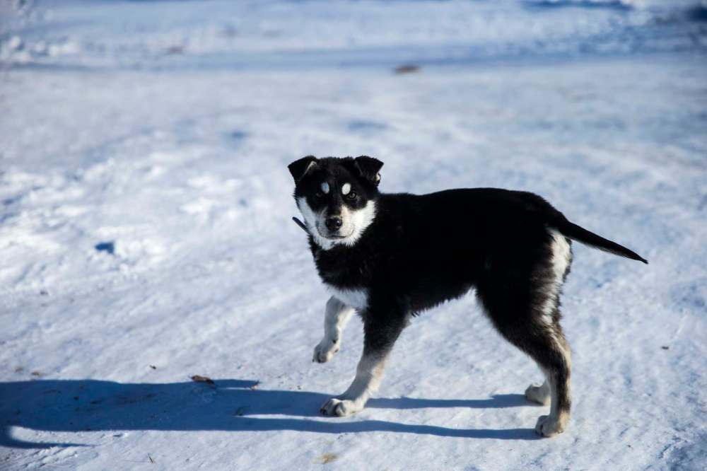 MIKAELA MACKENZIE / WINNIPEG FREE PRESS
Dogs roam the Chemawawin Reserve.