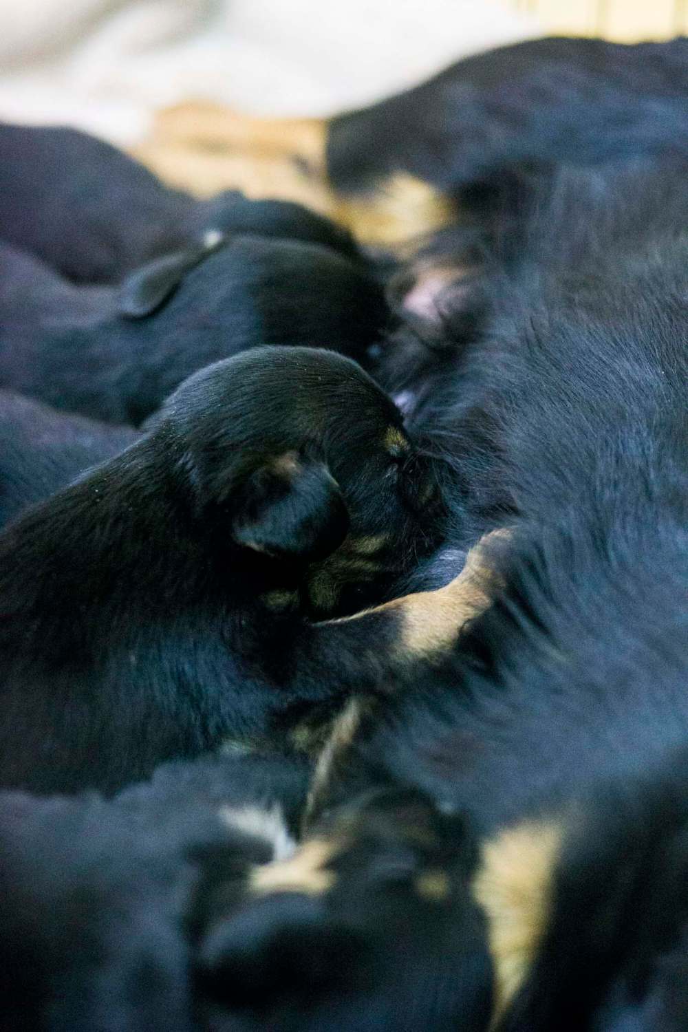 MIKAELA MACKENZIE / WINNIPEG FREE PRESS
A mother and her litter of puppies is surrendered to the Manitoba Underdogs Association at on the Chemawawin First Nation Reserve. Many community members are not able to properly take care of their animals on the reserve, so giving them up to be adopted is often a healthier option.