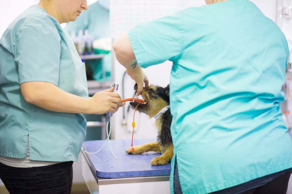 MIKAELA MACKENZIE / WINNIPEG FREE PRESS
Vet techs intubate a dog before surgery.