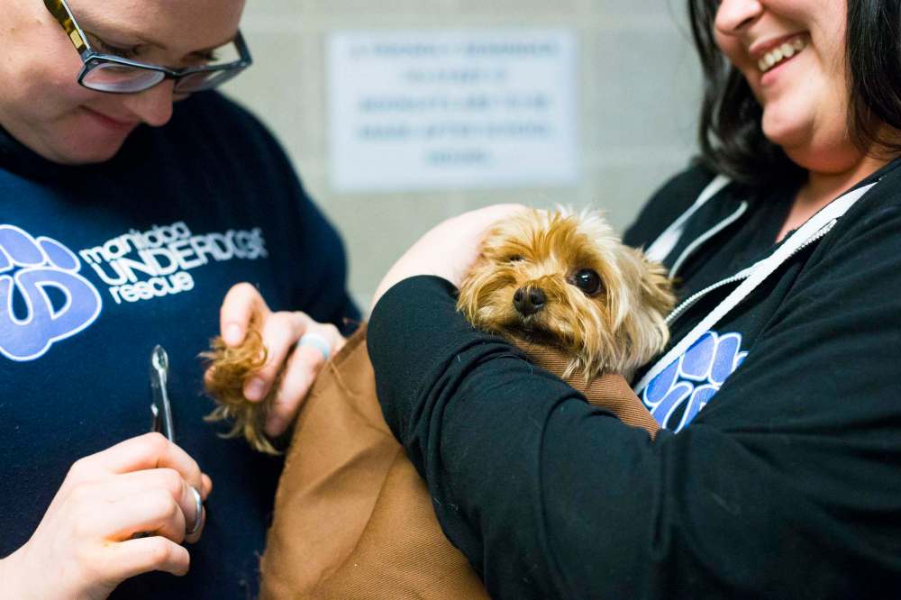 MIKAELA MACKENZIE / WINNIPEG FREE PRESS
Manitoba Underdogs volunteers Jill Bruneau (left) and Jasmyn Monkan trim a nervous chihuahua's nails.