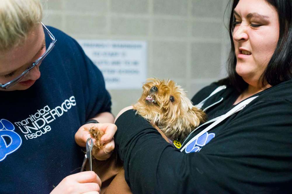MIKAELA MACKENZIE / WINNIPEG FREE PRESS
Manitoba Underdogs volunteers Jill Bruneau (left) and Jasmyn Monkan trim a nervous chihuahua's nails.