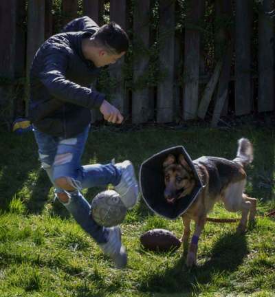 Ellen M. Banner/Seattle Times/TNS
Javier Mercado, 16, plays with his dog Rex who was shot while protecting Javier during a home invasion in Des Moines, Iowa. Javier is seeing a psychologist, and the dog now acts jittery. A GoFundMe raised $62,221 on a $10,000 goal to pay for the dog&rsquo;s surgery.