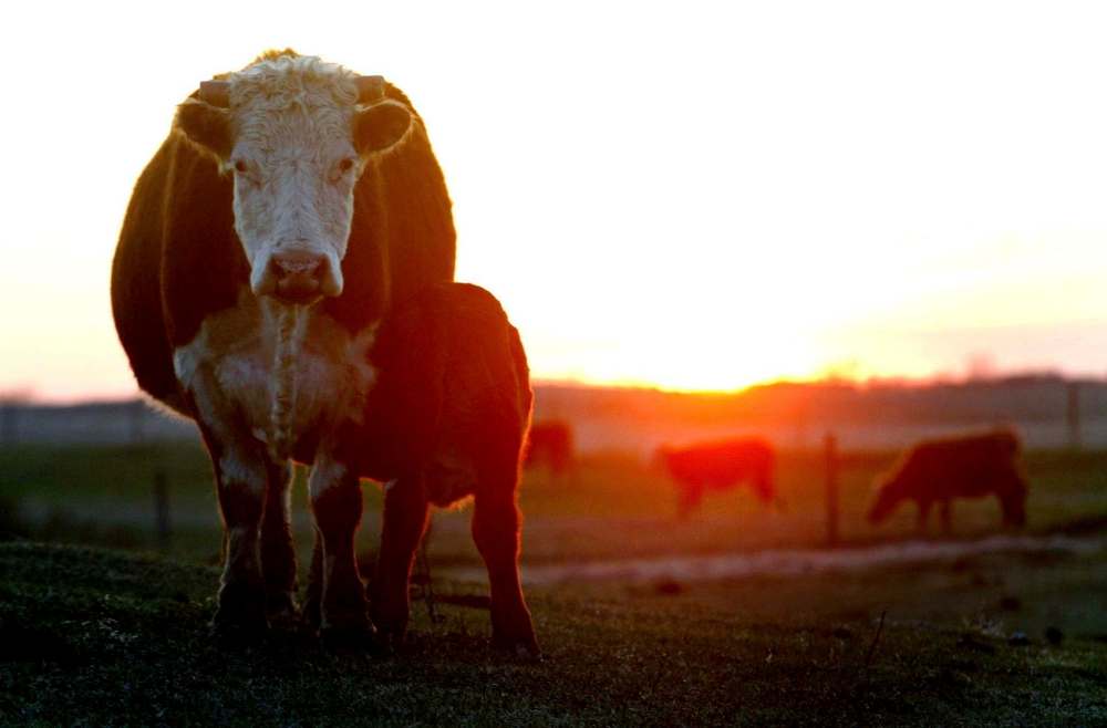 JOE BRYKSA / WINNIPEG FREE PRESS files
Community pastures provide summer grazing, supplementing farmers’ access to pasturelands and making it possible to keep more livestock.