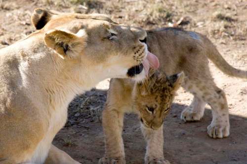 Mehgan Murphy / Smithsonian Institution
An African lion licks its cub at the Smithsonian&rsquo;s National Zoo. Cats of all sizes spend lots of time licking their fur with their scratchy tongues, but getting clean isn&rsquo;t the only purpose.