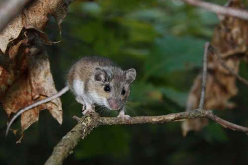 They may look cute but they are known to make spouses scream. (Courtesy of Cary Institute of Ecosystem Studies)