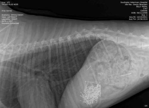 KEN GIGLIOTTI / winnipeg free press file
X-rays prove dogs will eat anything, such as Billy the beagle, who once ate 113 stick pins.