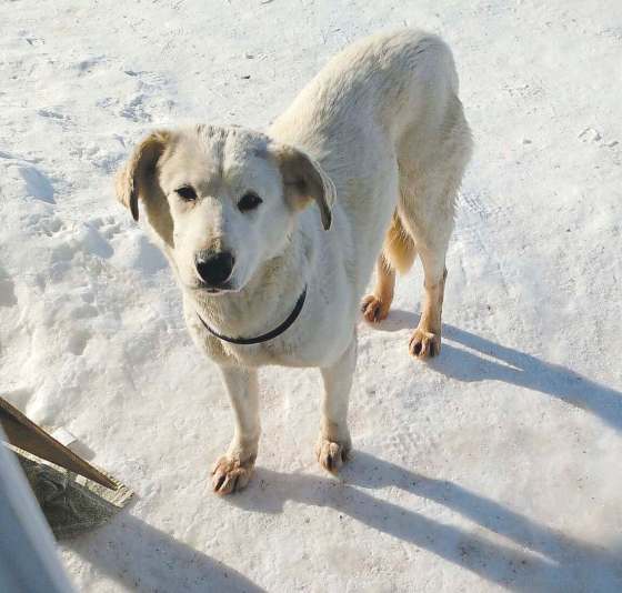 SUPPLIEDGreta, a Golden Lab mix who was estimated to be two years old, was shot and killed at the Richardson International Airport on Monday.