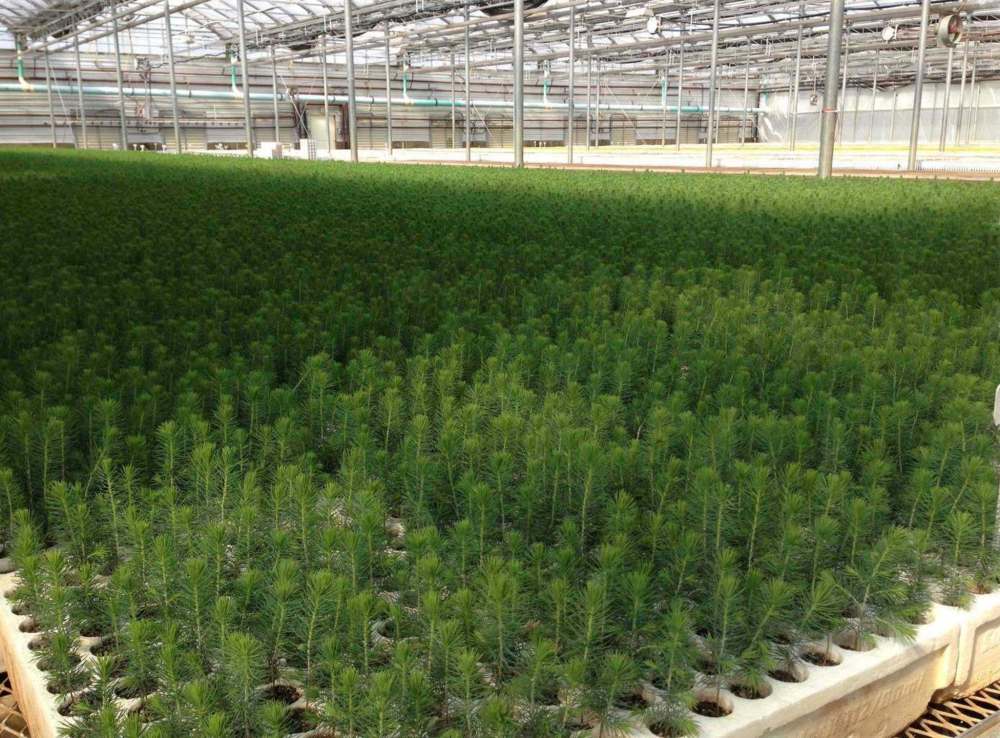 From the company's website, Pineland Forest Nursery, located in Hadashville, Manitoba, produces high-quality seedlings for plantings in Canada and the United States.