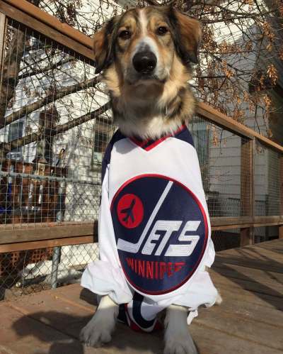 To ensure a Jets victory, Doug&rsquo;s son feels he must dress his dog, Finn, in team gear. (Supplied)