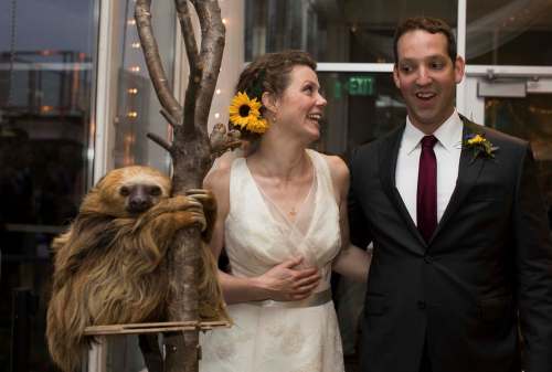 Renee Jones Schneider / Minneapolis Star Tribune
Kristina Geiger and Daniel Sperling at their wedding reception at Como Zoo with Stefano the sloth, who was a hit with guests.