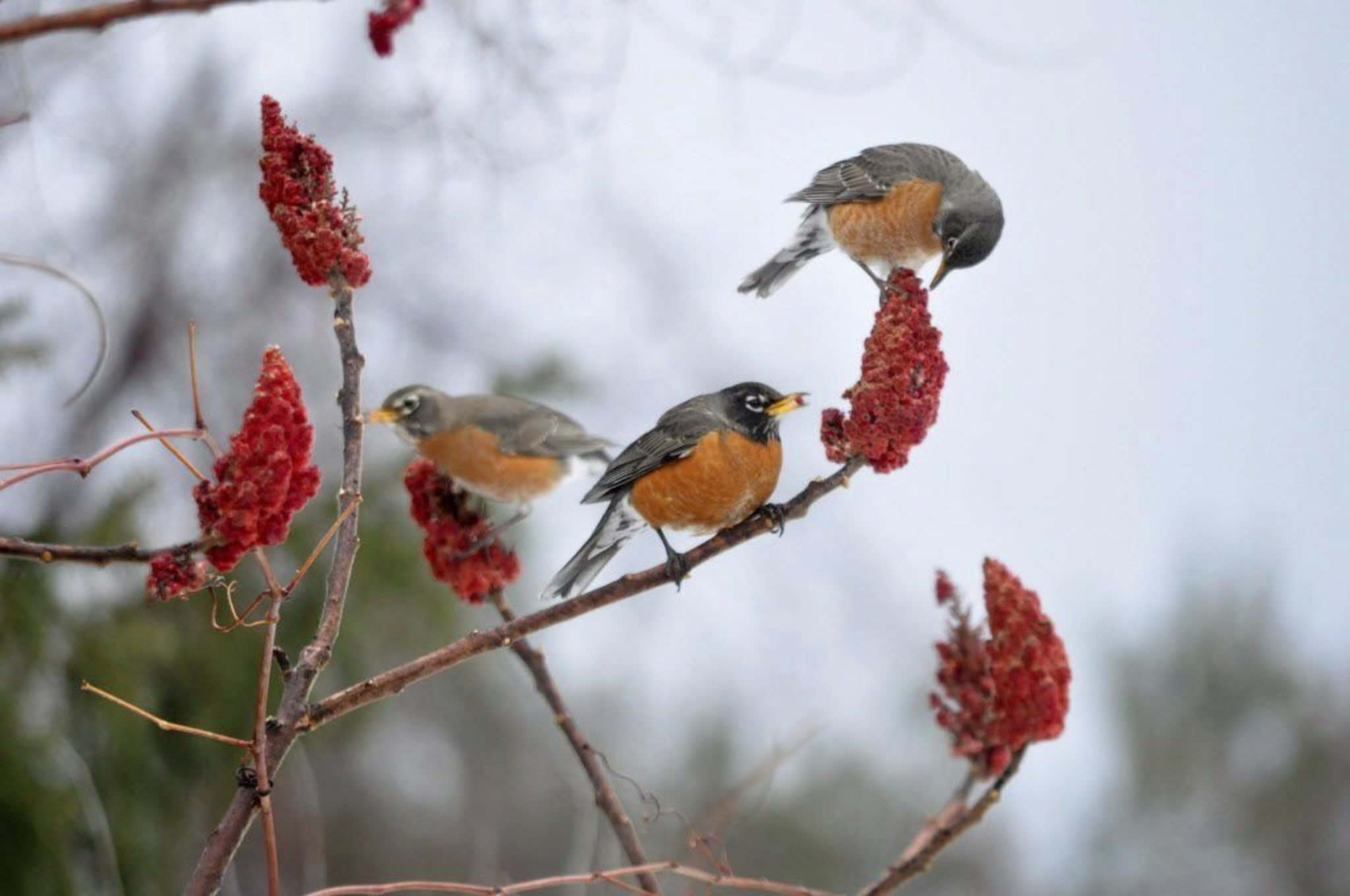 This spring thing is strictly for the birds Winnipeg Free Press