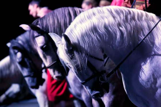 JOHN WOODS / WINNIPEG FREE PRESSPerformers entertain at the Cavalia Odysseo Tuesday.