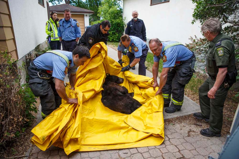 MIKE DEAL / WINNIPEG FREE PRESS
Winnipeg Firefighters carry the bear to a cage in a tarp Tuesday morning.