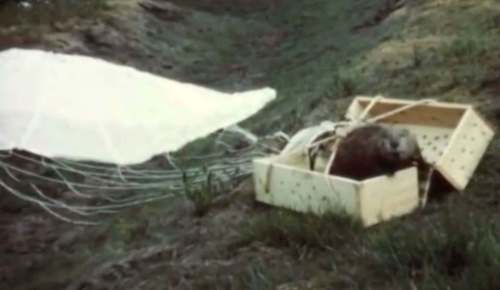 Idaho Historical Society 
Idaho&rsquo;s solution to beaver overpopulation in some areas in the 1940s was to toss them out of planes &mdash; with parachutes &mdash; into the wilderness.