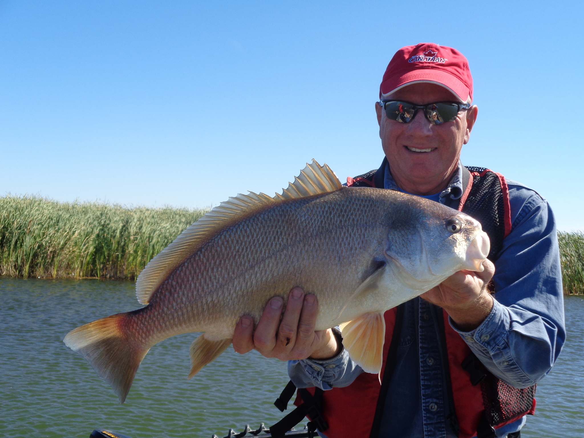 Freshwater drum an interesting Manitoba fish Winnipeg Free Press