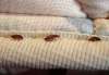 Orkin LLC
A bedbug infestation is extremely difficult to get rid of, and it can do serious damage to your social calendar.