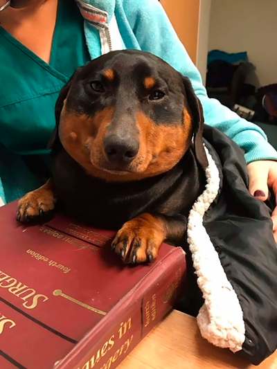 Willows Veterinary Group
Vets at Willows Veterinary Group helped Trevor when he ‘blew up like a balloon&rsquo; following an injury to his windpipe.