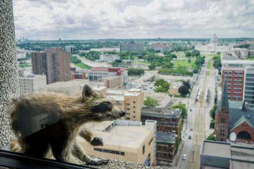 Evan Frost / Minnesota Public Radio
Nearby Minnesota Public Radio branded the raccoon with the hashtag #mprraccoon.