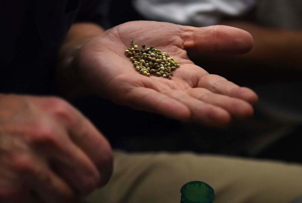 Cannabis seeds remain (mostly) illegal — but that doesn’t stop