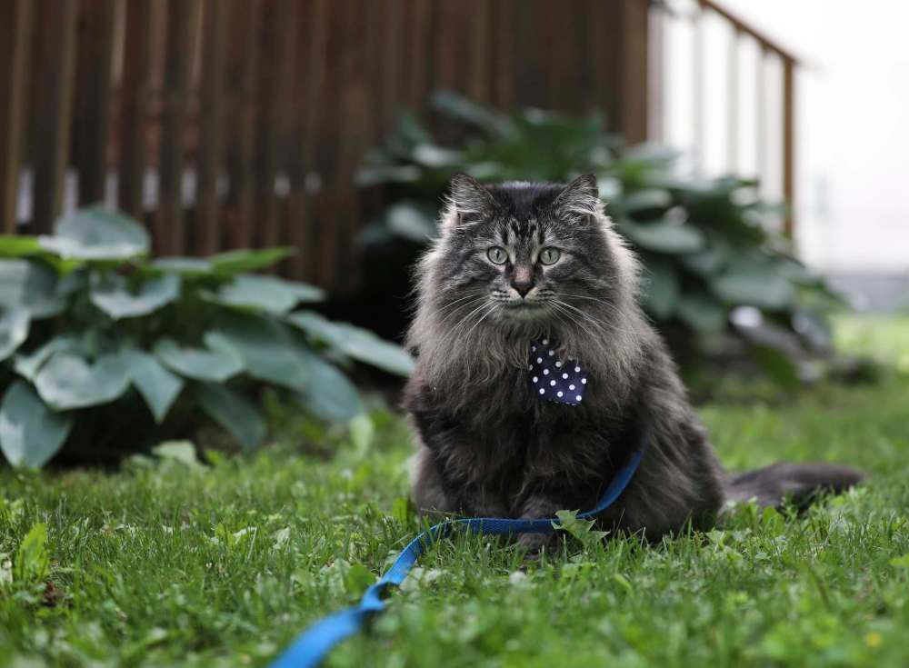 RUTH BONNEVILLE / WINNIPEG FREE PRESS
Debby Sillito’s cat, Mr. Jingles.