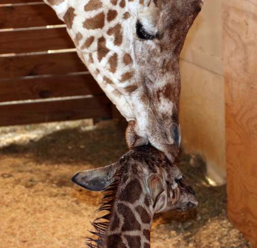 Animal Adventure Park
A giraffe named April kisses her new calf.