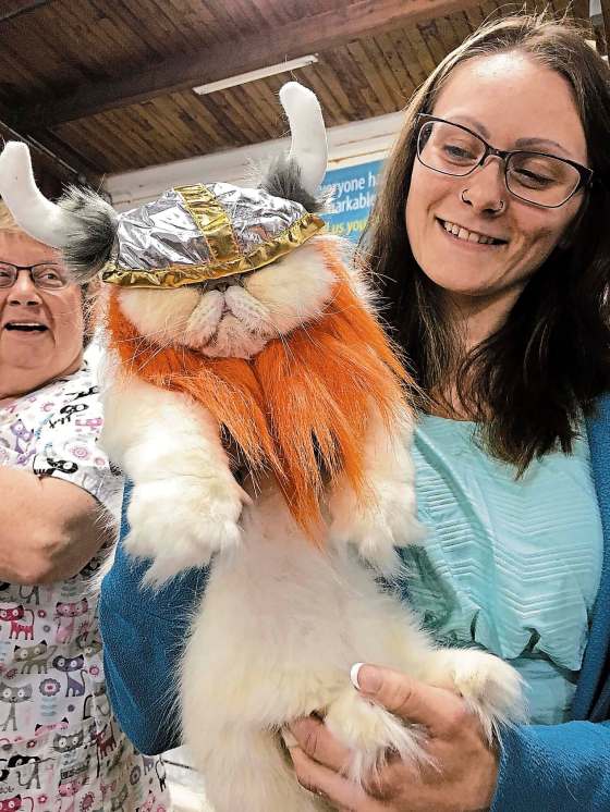 SUPPLIEDBrittney Maskewich’s cat Leo looked dashing in a miniature-sized Viking costume.