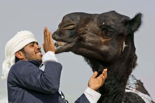 Trainers injected botox into their camels to make their faces appear larger for the King Abdulaziz Camel Festival in Saudi Arabia. (Kamran Jebreili / Associated Press files)
