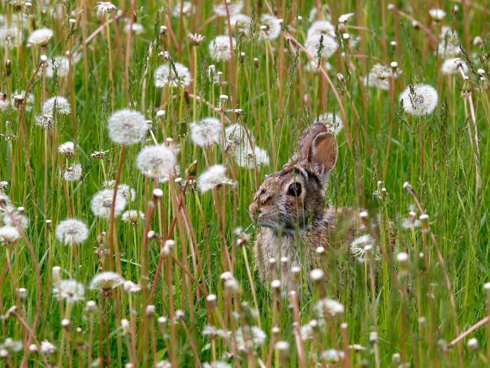 Hares beware enemies may abound as well Winnipeg Free Press