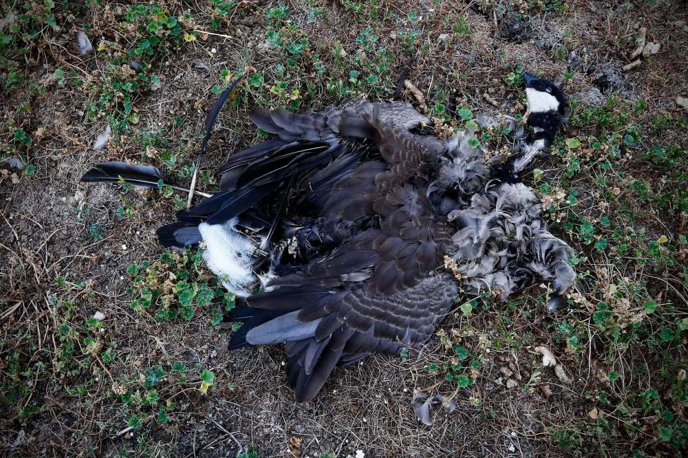 By Tuesday afternoon, Hurley counted 13 dead birds and could see what looked like remains of more. (John Woods / Winnipeg Free Press)