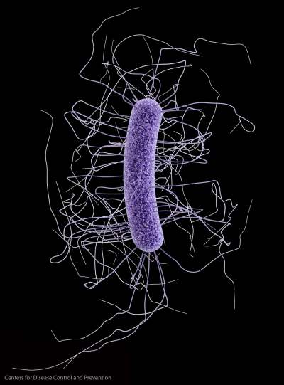 Centers for Disease Control and Prevention
A few American states have debated on designating state microbes, but only Oregon has done so.