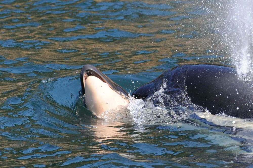 Orca J35, also known as Tahlequah, pushes her dead calf. (Ken Balcomb / Center for Whale Research)