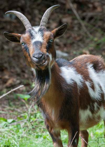 Jim Marabello / The Associated Press files
A new study found goats spend 50 per cent more time interacting with happy images than with angry ones.