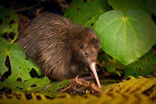 International Union for the Conservation of Nature
New Zealand Conservation Minister Eugenie Sage recently suggested a ban on cats in the country&rsquo;s capital, Wellington, to restore the population of the kiwi.