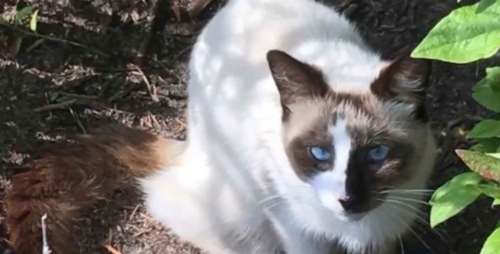 News & Observer
Elgee was rescued from Looking Glass Rock by Brother Wolf Animal Rescue.