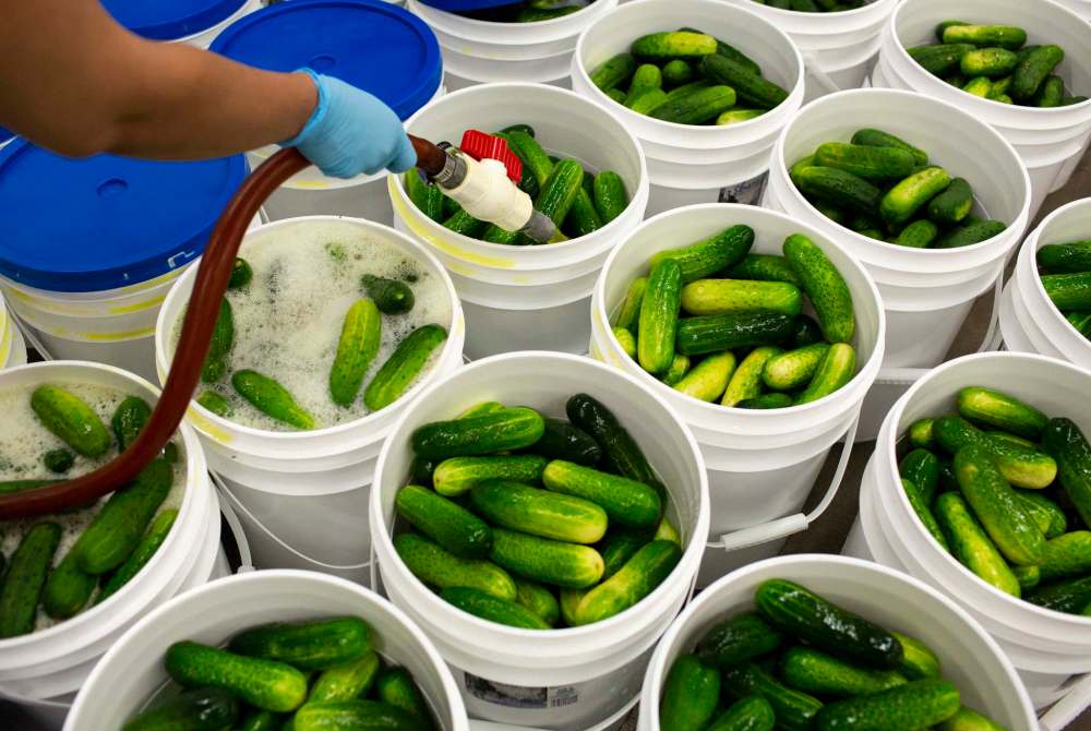 ANDREW RYAN / WINNIPEG FREE PRESS
Cucumbers in pickling buckets are filled with pickle juice at Elman’s Food Products.