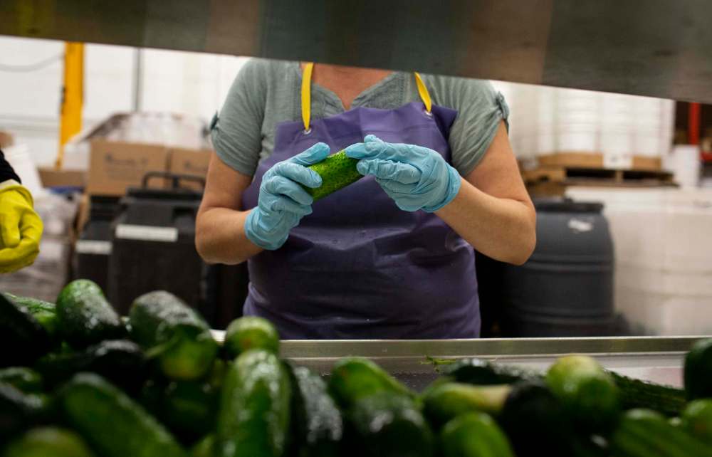 A cucumber is inspected before being prepared to be pickled at Krause at Elman’s Food Products.