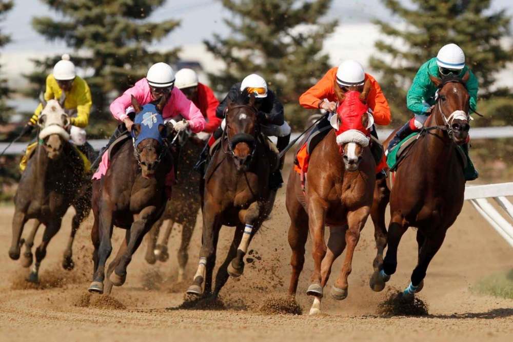 There are a lot of methods for picking out a winning horse to bet on. I prefer to back the one with the funniest name. (John Woods / Free Press files)