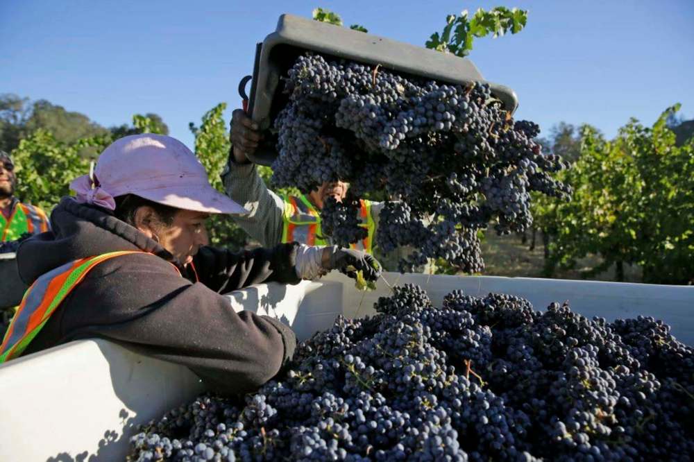 Eric Risberg / The Associated Press
Cabernet Sauvignon grapes are dropped into a bin during harvest at the Quintessa winery Wednesday, Sept. 28, 2016, in Rutherford, Calif. Harvest began at the Napa Valley winery on September 8 and will continue through October. A fantastic vintage for 2016 is expected.