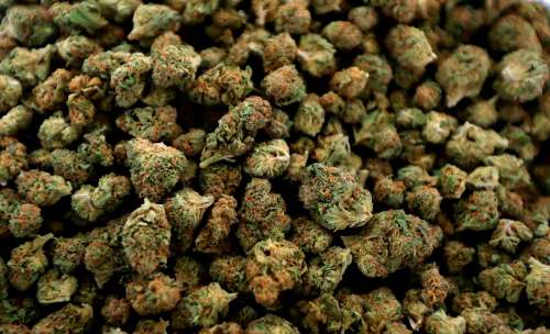 Ted S. Warren / The Associated Press 
Nugs of marijuana.