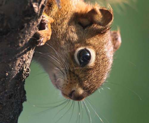 If you Google the words &ldquo;squirrel delays flight,&rdquo; you will get almost 360,000 results. (Joe Bryksa / Free Press files)